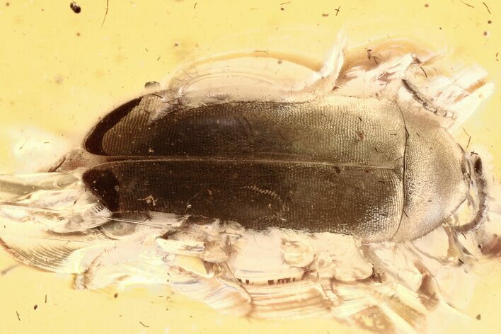 Detailed Fossil False Flower Beetle (Anaspidinae) in Baltic Amber #315297